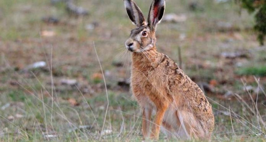 El 21 de mayo inicia la temporada de caza de liebre