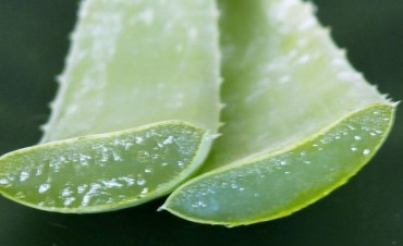 Aloe vera
