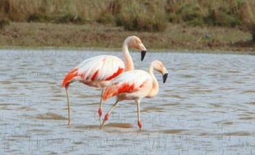 48 Horas BIRDING CHALLENGE Reserva Guatraché 2015