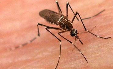 Dengue
