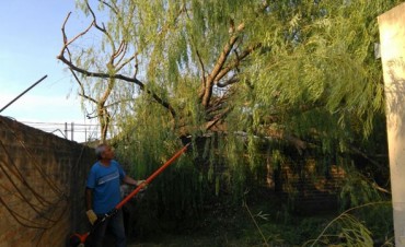 Árboles caídos y daños tras la tormenta en Santa Rosa