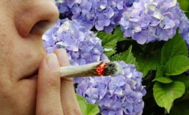 HORTENSIA, LA NUEVA DROGA