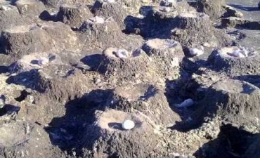 Una llamativa colonia de flamencos cerca de Pico