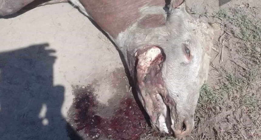 Apareció una vaca mutilada en un campo de La Pampa
