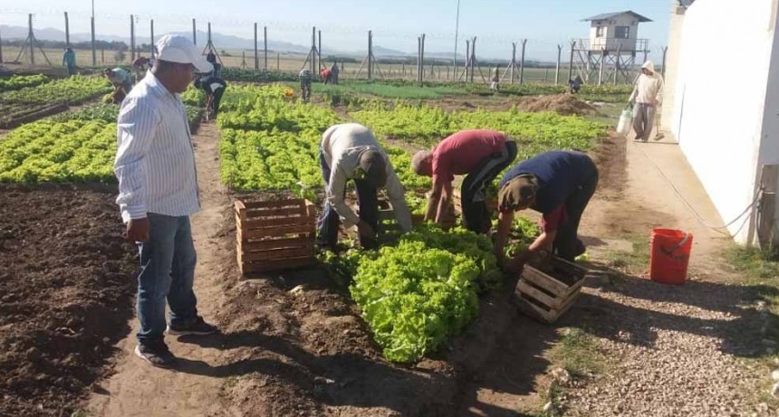 Presos de Saavedra cosechan 1.500 kilos de verdura y logran autoabastecerse