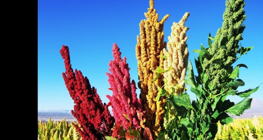 Por qué la quinoa es considerada un superalimento