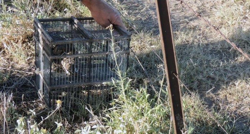 Rescataron más de 30 especies de aves autóctonas