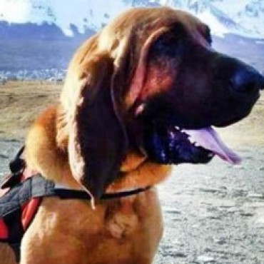 Un perro sabueso encontró al joven perdido en un glaciar de Ushuaia