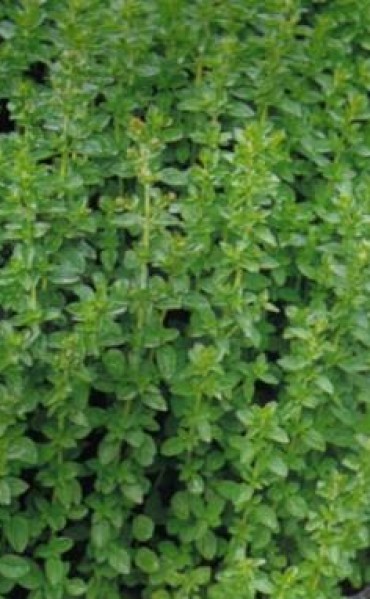 JORNADA SOBRE CULTIVO DE ORÉGANO