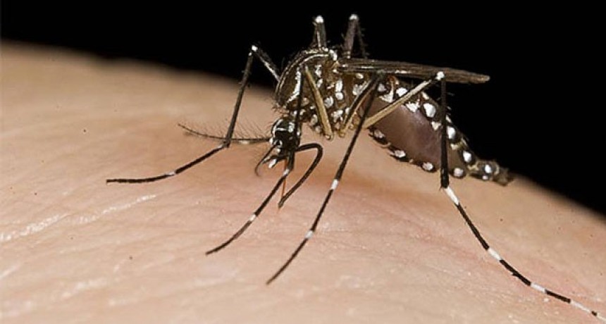 Dos casos probables de dengue en General Acha