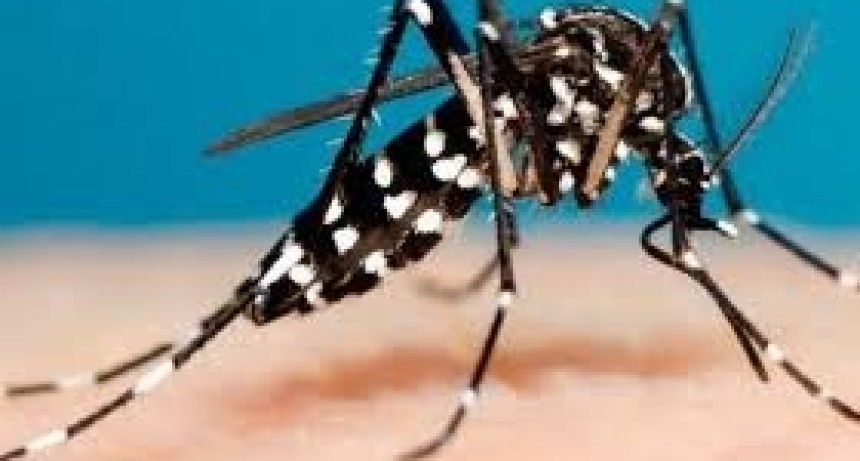 Ya son 2.942 los casos de dengue y 158 los de sarampión en la Argentina