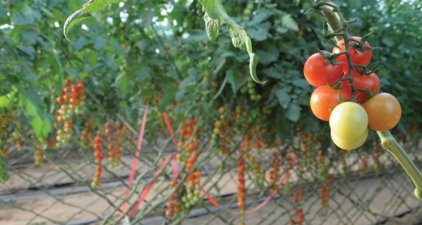 Agricultura orgánica: ¿una alternativa sustentable o “moda” insostenible en el tiempo?