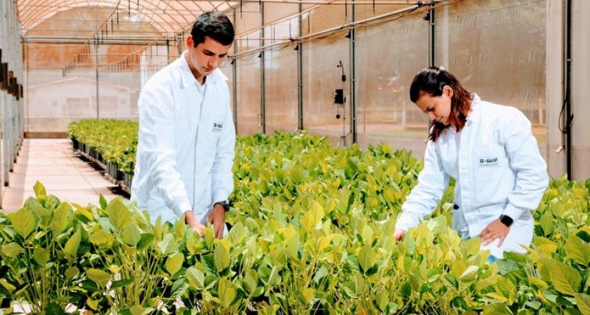 BASF innova para una agricultura cada vez más sustentable