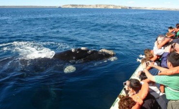 Preparan la próxima temporada de ballenas en Puerto Madryn