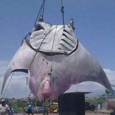 Capturan a mantarraya gigante en Perú