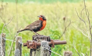 “Loica Pampeana” en peligro de extinción