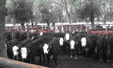 Expo Ternero 2016 -