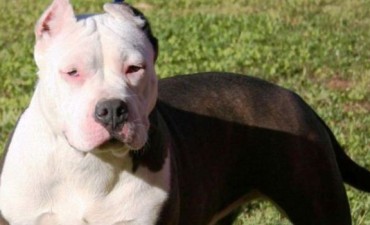 Condenaron al dueño de un pitbull