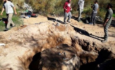 Una especie de gliptodonte fue hallada en una calle de la ciudad de Santa Rosa