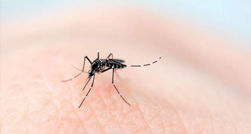 Más de 14 mil casos de dengue desde agosto de 2019