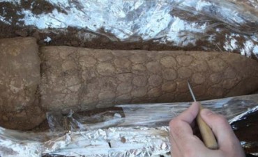 Hallan un ejemplar de gliptodonte en la laguna Epecuén