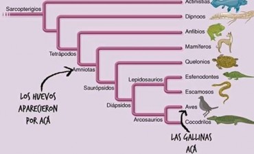 Resuelven el misterio sobre el huevo y la gallina