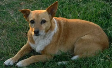28 de Mayo Día Internacional del Perro sin Raza