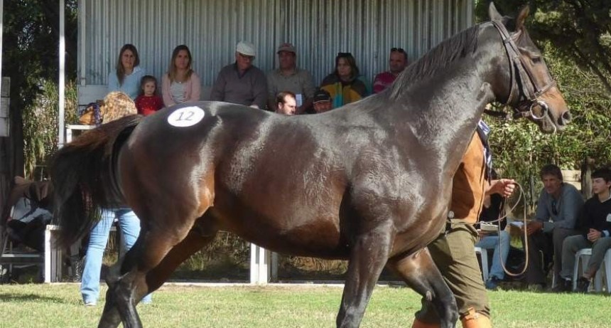 EL HARAS ALBORADA REALIZO REMATE ANUAL DE POTRILLOS Y YEGUAS