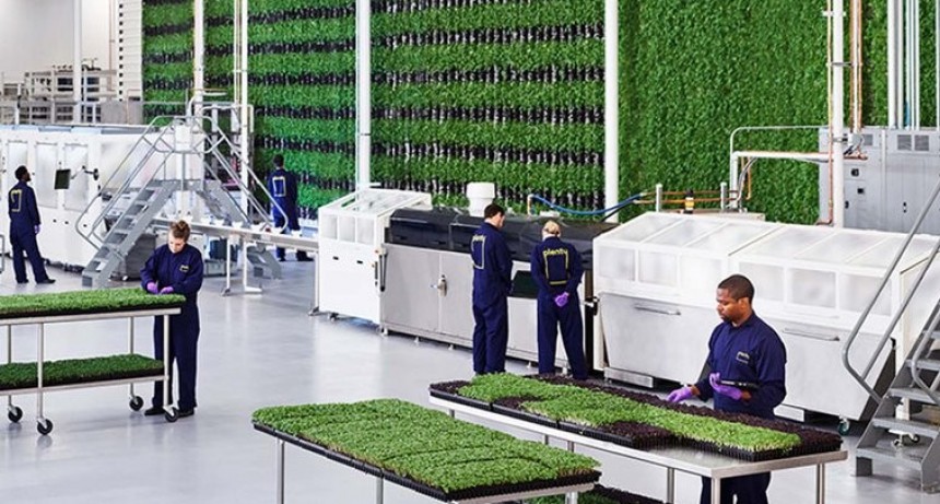 Por qué la agricultura vertical podría ser la respuesta a nuestros problemas ambientales y alimenticios