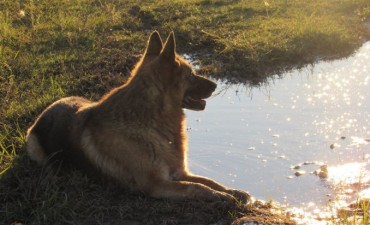 "Día Nacional del Perro"
