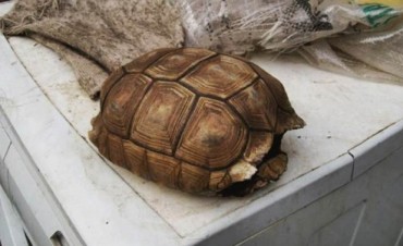 MALTRATO ANIMAL