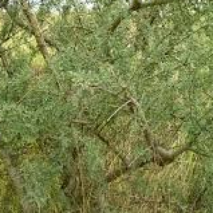 Usos medicinales del Chañar