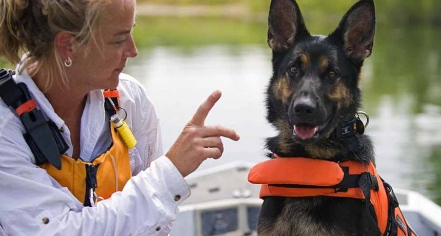 Se desarrollará un curso para adiestrar perros de rescate