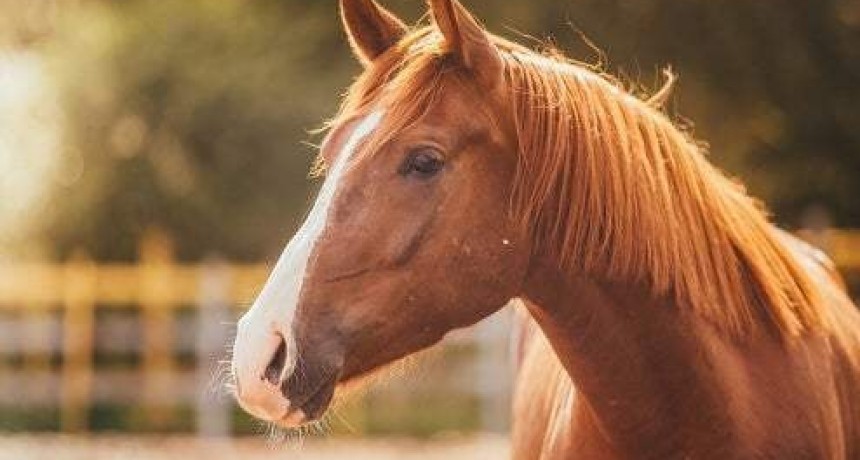 Primera condena por maltrato animal en el país