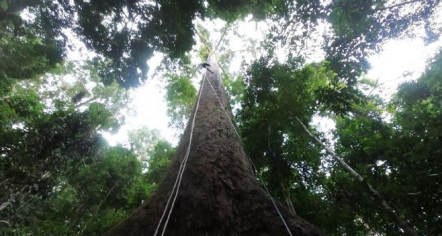 El árbol más alto del mundo registrado mide 100.8 metros desde el suelo hasta el cielo.