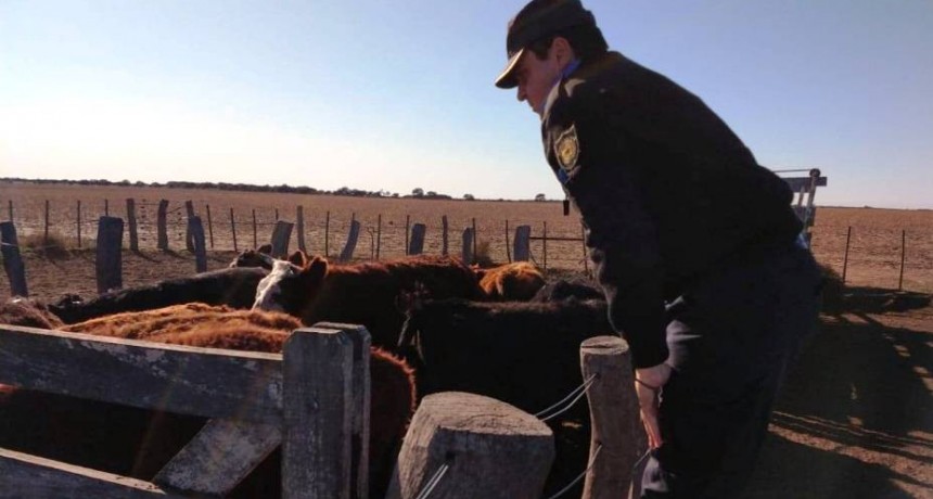 Abramo: detienen al dueño de un campo por el robo de 24 novillitos