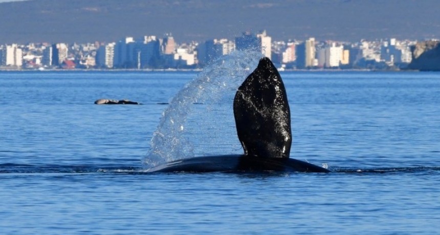 Descubren más de cien ballenas que tienen sus crías tanto en Brasil como en Península Valdés