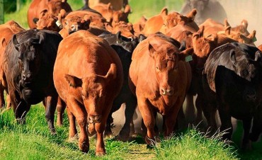 Estafa millonaria contra un productor rural de Alta Italia
