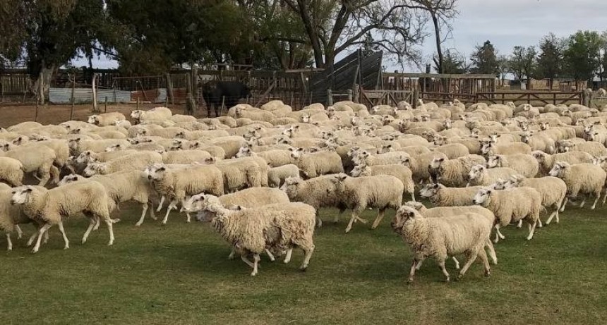Destinan fondos para productores ovinos y caprinos