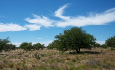 “GESTIONES DE LOS BOSQUES NATIVOS EN LA PAMPA”