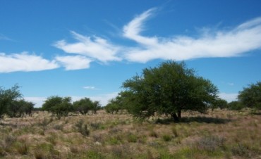 El Bosque de Caldén pampeano: en estado terminal