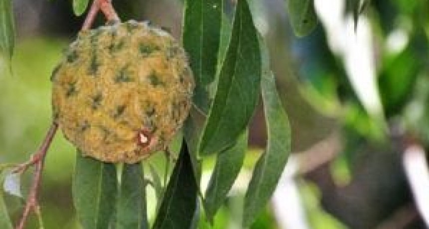 El árbol que podría combatir una enfermedad infantil