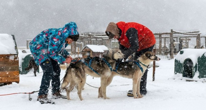 Cuáles son las tareas y qué cuidados necesitan los perros de trineo de Ushuaia