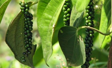 Propiedades de la pimienta negra