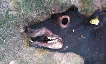 Para productor de San Martín