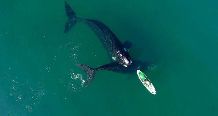 Ballenas en Puerto Madryn