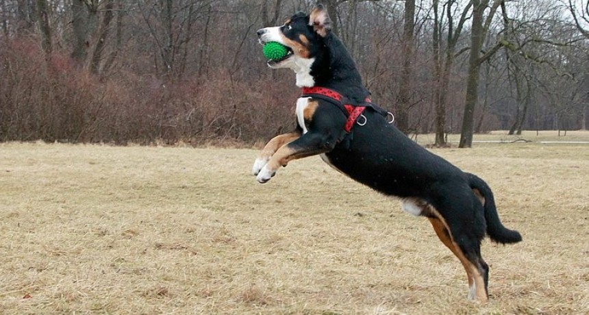 ¿Por qué los perros nos siguen a todos lados?