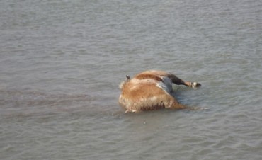 Más de una decena de animales muertos en el río Colorado