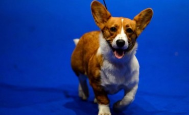 Qué quieren decir los perros a través de su comportamiento