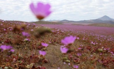 Florece el desierto de Atacama